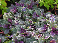 Des images de diff�rentes plantes